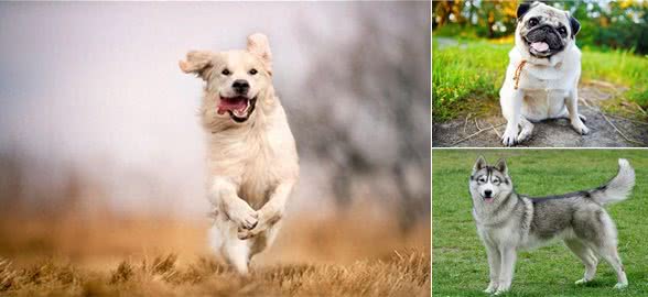 狗狗天然性格大揭秘:3种受欢迎犬种的傻气魅力!