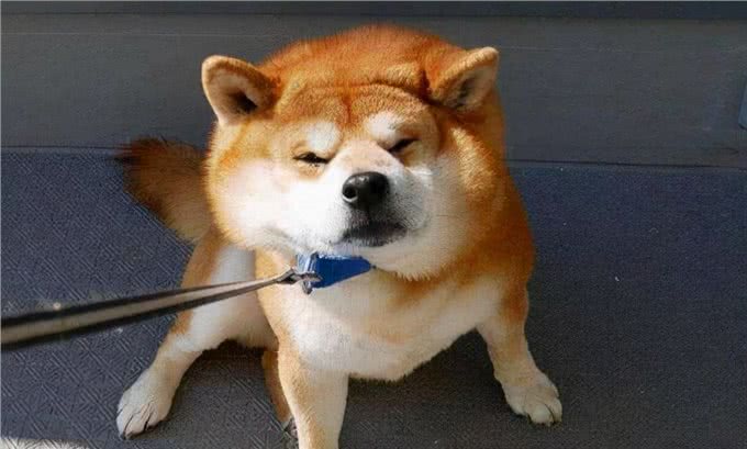 狗狗没有食欲,不爱吃东西,我告诉你怎么做