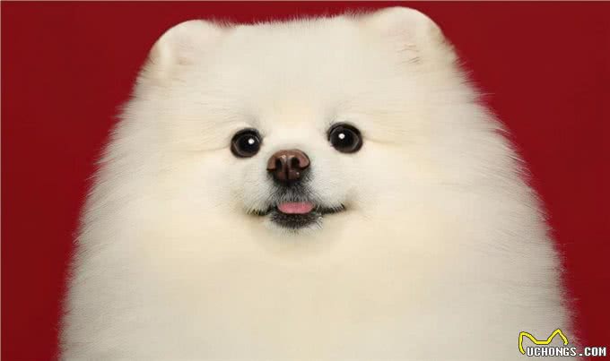 狗狗没有食欲,不爱吃东西,我告诉你怎么做