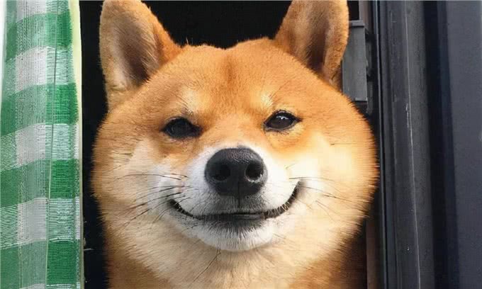 狗狗没有食欲,不爱吃东西,我告诉你怎么做