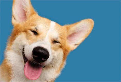 狗狗没有食欲,不爱吃东西,我告诉你怎么做