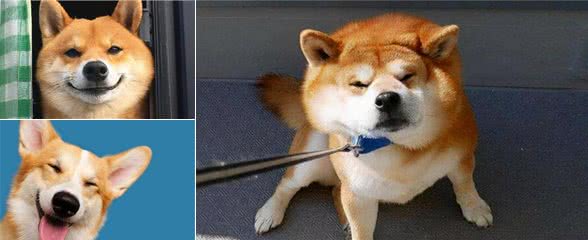 狗狗没有食欲,不爱吃东西,我告诉你怎么做