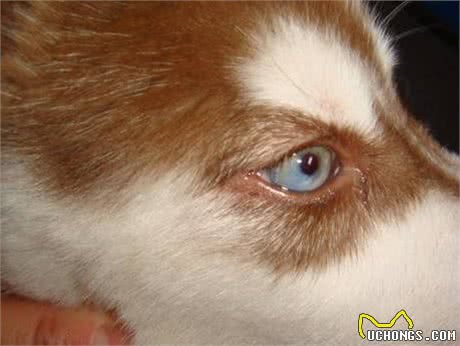 家中的狗狗有眼屎怎么办?那就这样护理!