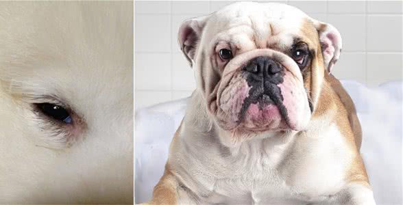 家中的狗狗有眼屎怎么办?那就这样护理!