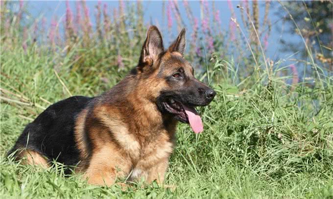 萌宠攻略：新手饲养德牧（黑背）的10个基础攻略，你知道吗?