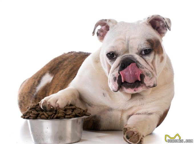 萌宠攻略：新手饲养德牧（黑背）的10个基础攻略，你知道吗?