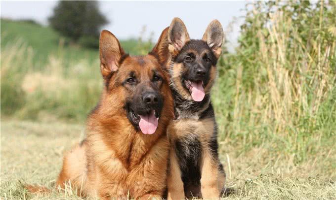 萌宠攻略：新手饲养德牧（黑背）的10个基础攻略，你知道吗?