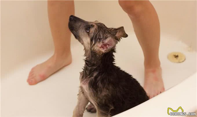 萌宠攻略：新手饲养德牧（黑背）的10个基础攻略，你知道吗?