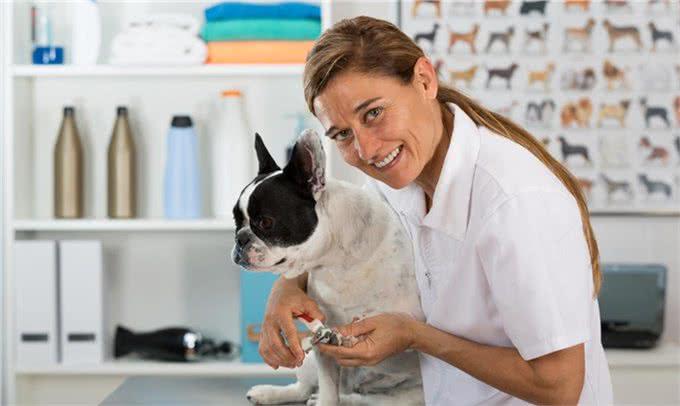 萌宠攻略：新手饲养德牧（黑背）的10个基础攻略，你知道吗?