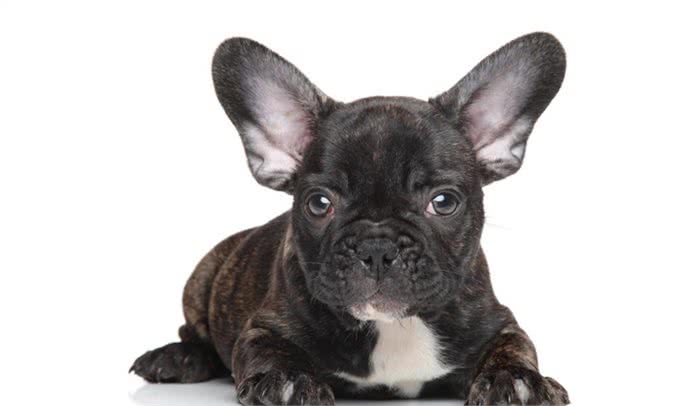 萌宠攻略：新手饲养德牧（黑背）的10个基础攻略，你知道吗?