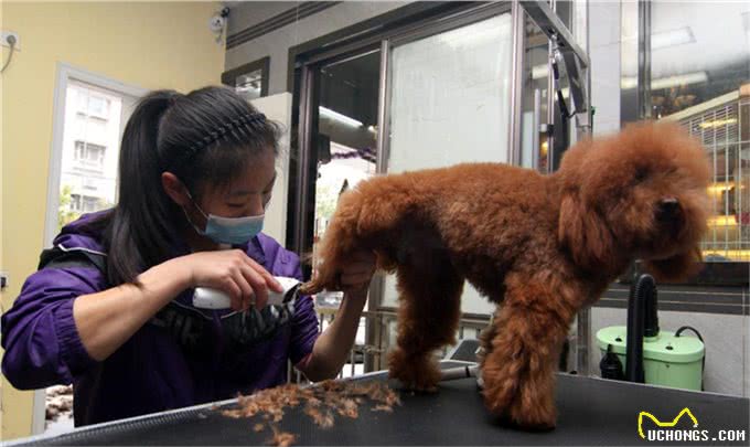 萌宠攻略：新手饲养德牧（黑背）的10个基础攻略，你知道吗?