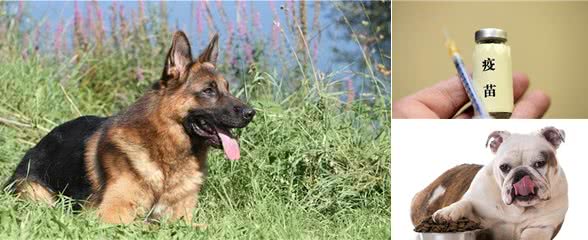 萌宠攻略:新手饲养德牧(黑背)的10个基础攻略,你知道吗?