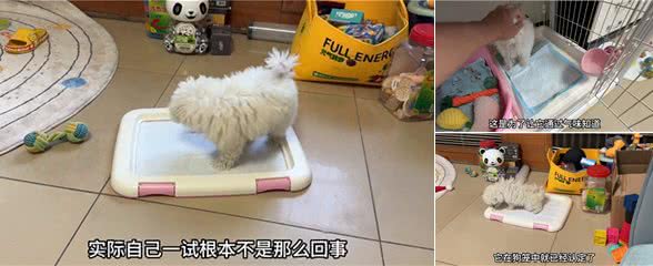 教会狗狗定点大小便,原来这么简单!