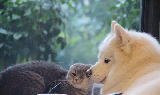 为什么有些人会对宠物过敏?