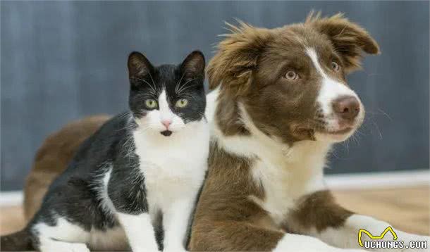 为什么有些人会对宠物过敏?