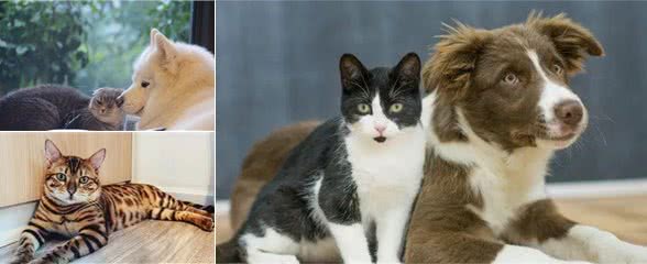 为什么有些人会对宠物过敏?