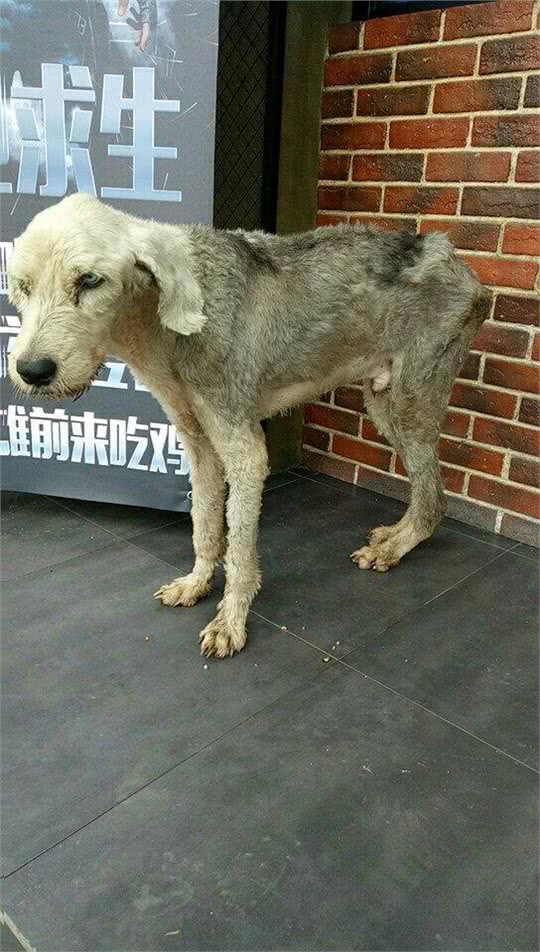 流浪的古牧犬被救，依旧无法存活，六天里到底发生了什么?