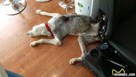 流浪的古牧犬被救，依旧无法存活，六天里到底发生了什么?