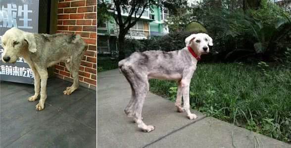 流浪的古牧犬被救,依旧无法存活,六天里到底发生了什么?