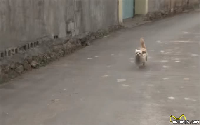 狗宝宝意外去世，狗妈妈的行为让人感动，狗狗：妈妈好想你们