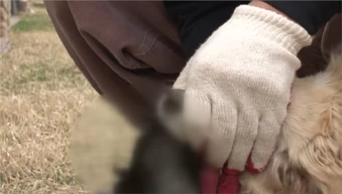 狗宝宝意外去世，狗妈妈的行为让人感动，狗狗：妈妈好想你们