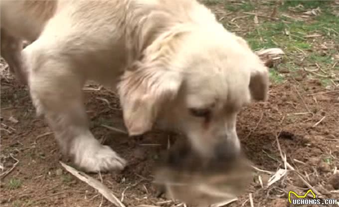 狗宝宝意外去世，狗妈妈的行为让人感动，狗狗：妈妈好想你们