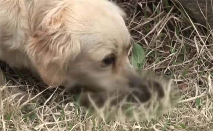 狗宝宝意外去世，狗妈妈的行为让人感动，狗狗：妈妈好想你们