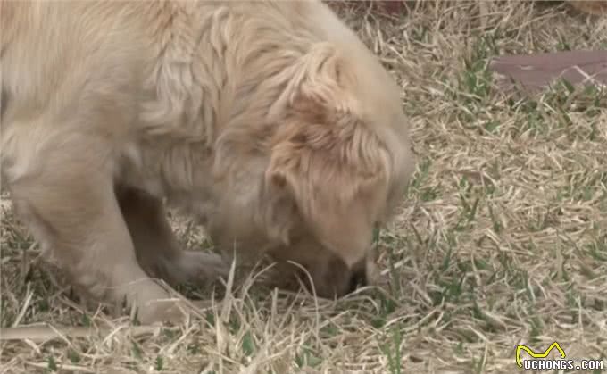 狗宝宝意外去世，狗妈妈的行为让人感动，狗狗：妈妈好想你们