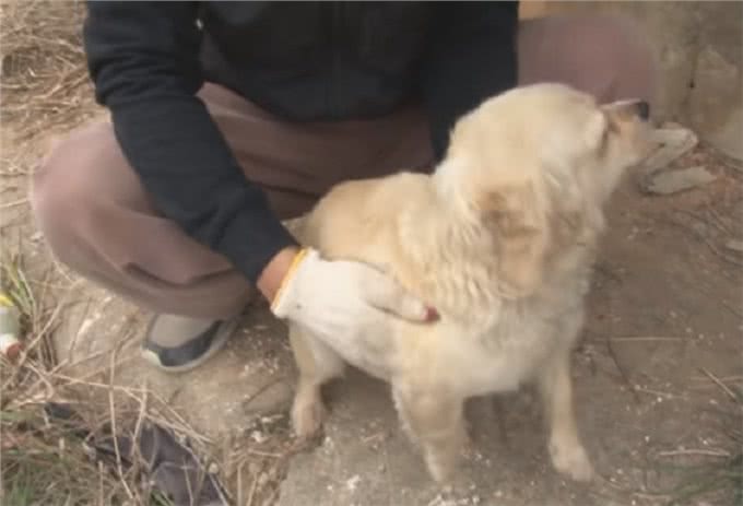 狗宝宝意外去世，狗妈妈的行为让人感动，狗狗：妈妈好想你们