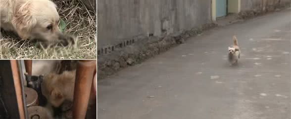 狗宝宝意外去世，狗妈妈的行为让人感动，狗狗：妈妈好想你们