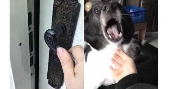 主人出门20分钟,狗狗跟几天没见一样,超激动上了撒娇