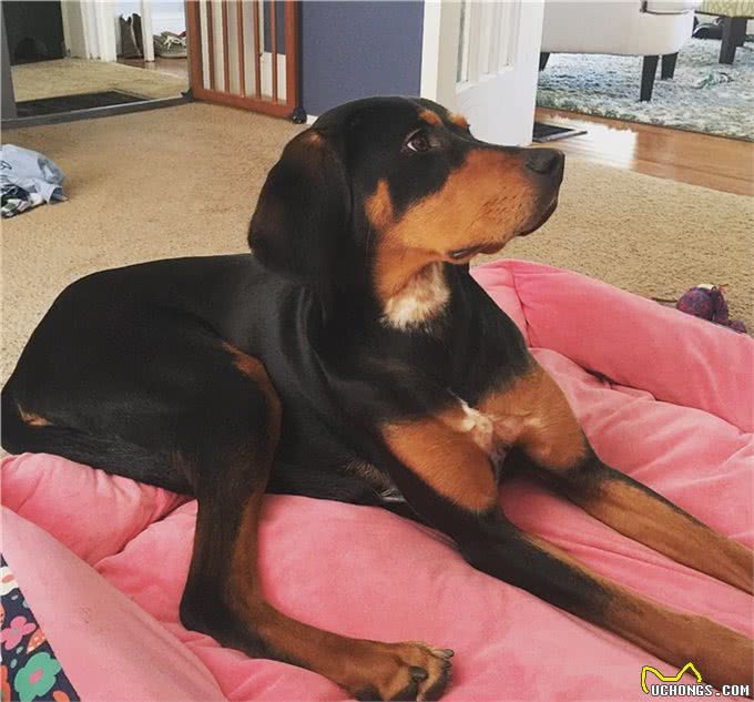 狗狗总爱叫怎么办?教你一招噤声训练，可以有效解决这个问题