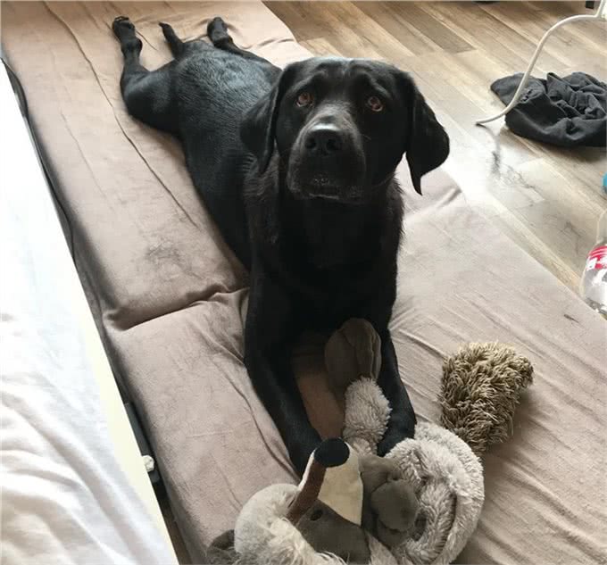 狗狗总爱叫怎么办?教你一招噤声训练，可以有效解决这个问题