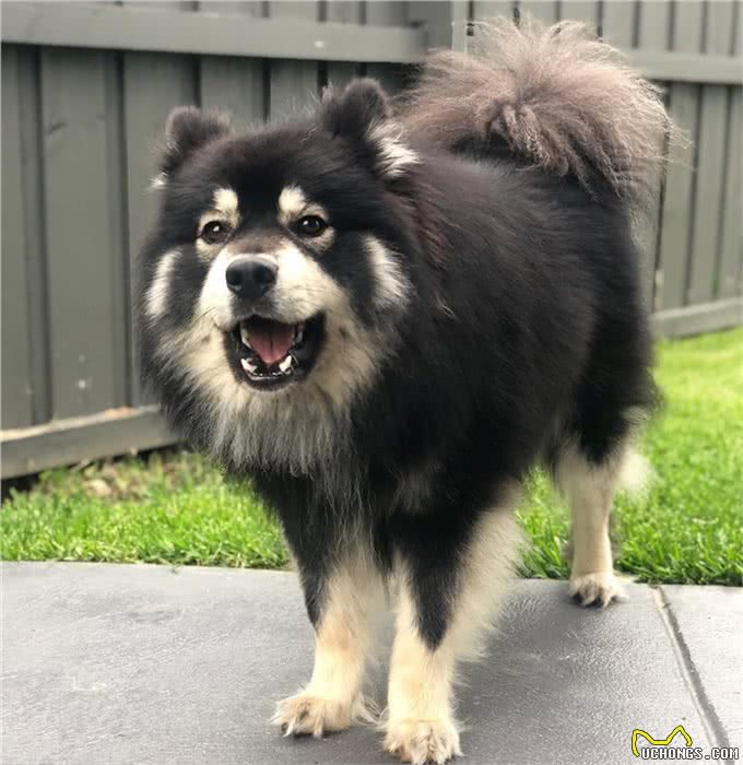 狗狗总爱叫怎么办?教你一招噤声训练，可以有效解决这个问题