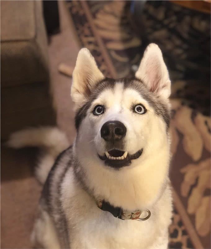 狗狗总爱叫怎么办?教你一招噤声训练，可以有效解决这个问题