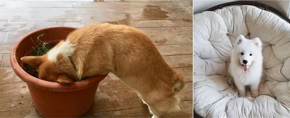 狗狗总爱叫怎么办?教你一招噤声训练,可以有效解决这个问题