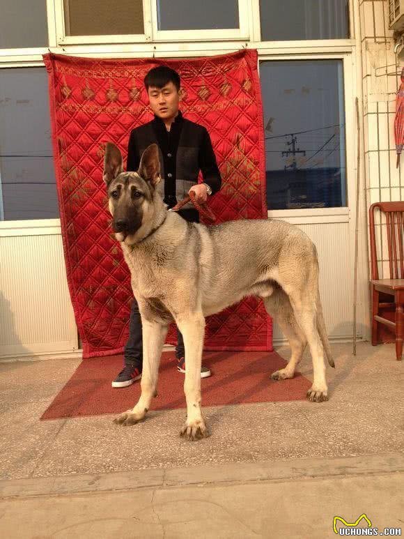 巨犬榜—终于放完了