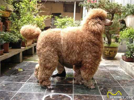 巨犬榜—终于放完了