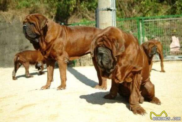 巨犬榜—终于放完了