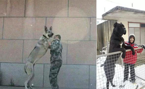 巨犬榜—终于放完了