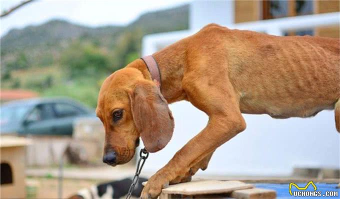 狗狗的8种求救信号，主人快帮帮它们吧