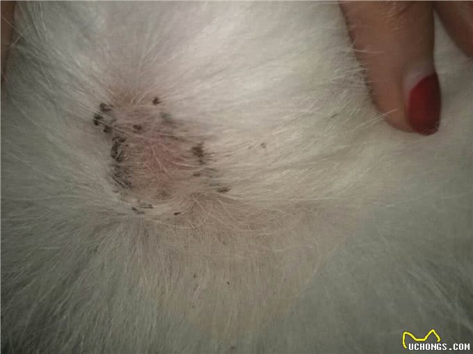 狗狗的8种求救信号，主人快帮帮它们吧