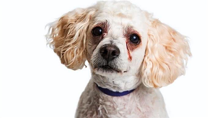 狗狗的8种求救信号，主人快帮帮它们吧