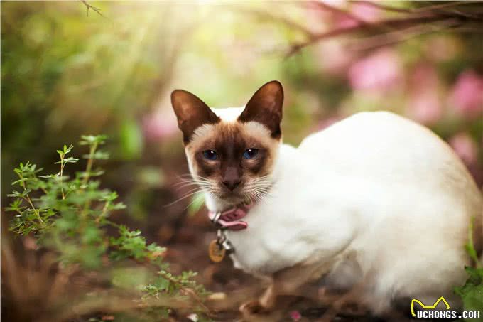 你所不知的10种长寿猫咪