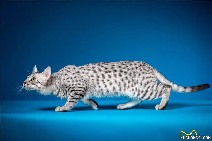 你所不知的10种长寿猫咪