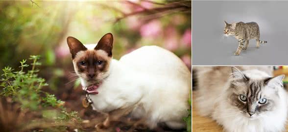 你所不知的10种长寿猫咪