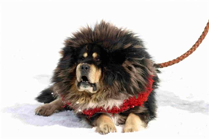 喜欢狗狗的你们，知道世界排行最凶猛的狗前三位是什么吗?