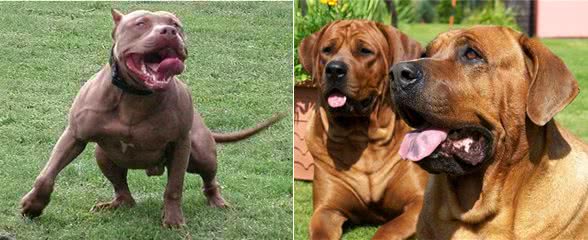 喜欢狗狗的你们,知道世界排行最凶猛的狗前三位是什么吗?