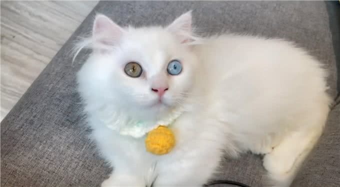 女子花7500买了只矮脚猫,回去才发现喵耳聋:这可怎么办呀?