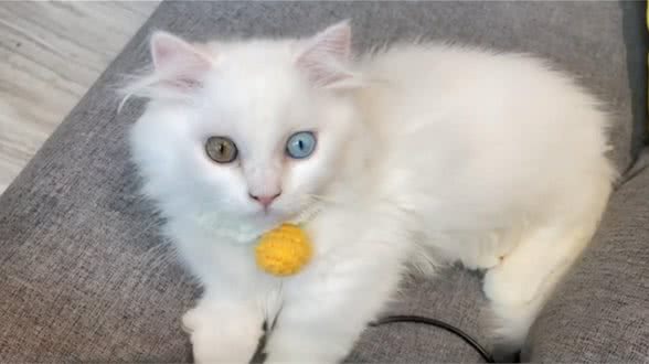 女子花7500买了只矮脚猫,回去才发现喵耳聋:这可怎么办呀?